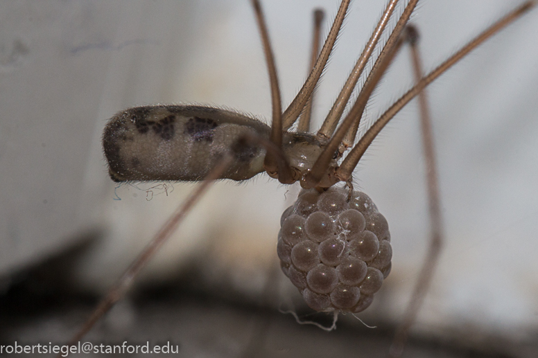 cellar spider